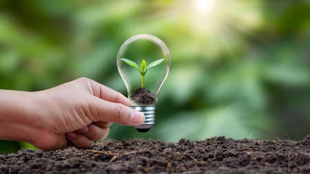 Trees planted in energy-saving lamps by human hands. Green and Sustainable Energy Alternative Conceptsの写真素材