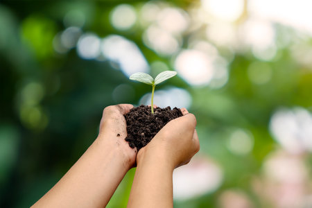Trees are planted on the ground in human hands with natural green backgrounds, the concept of plant growth, and environmental protection.の写真素材