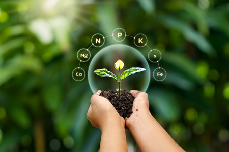Plants grow in the soil in the hands of farmers. Concepts of plant fertilizers, plant nutrients, and factors necessary for plant growth and development.の写真素材