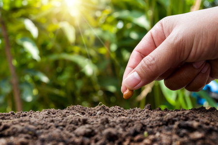 Hands of a farmer planting seeds in the ground.の写真素材
