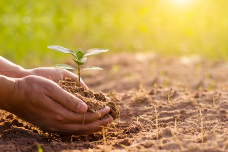 Human hands holding and caring young plant on soil with sunlight background, Earth day conceptの写真素材