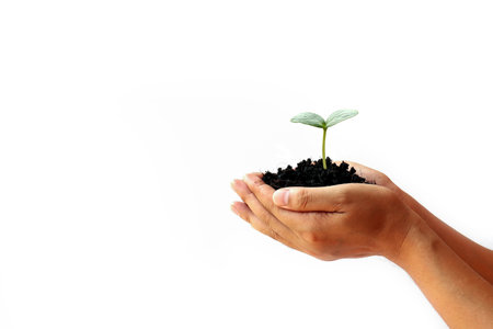 Hand holding plant on isolated white background.の写真素材