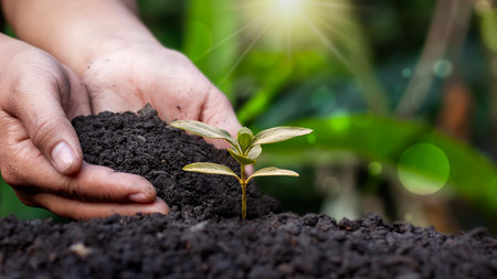 Hands holding soil and planting young seedling in the ground, gardening and environmental conservation concept.の写真素材