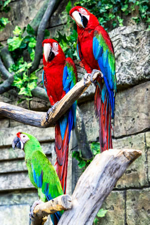 Scarlet macaws on the treeの写真素材