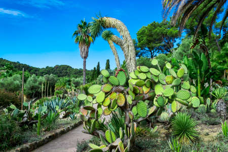 Nature landscape. Cactus garden in the Lloret de mar, Costa Brava, Catalonia, Spain.の写真素材