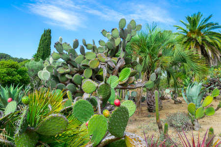 Nature landscape. Cactus garden in the Lloret de mar, Costa Brava, Catalonia, Spain.の写真素材