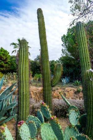 Nature landscape. Cactus garden in the Lloret de mar, Costa Brava, Catalonia, Spain.の写真素材