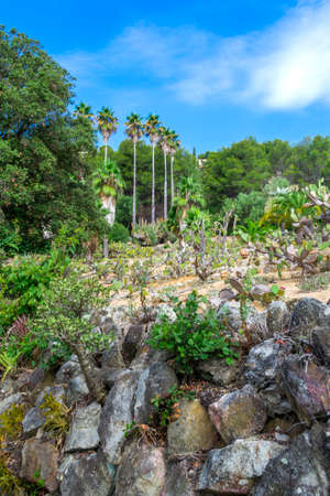 Nature landscape. Cactus garden in the Lloret de mar, Costa Brava, Catalonia, Spain.の写真素材