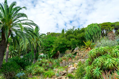 Nature landscape. Cactus garden in the Lloret de mar, Costa Brava, Catalonia, Spain.の写真素材