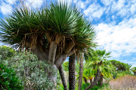 Nature landscape. Cactus garden in the Lloret de mar, Costa Brava, Catalonia, Spain.の写真素材