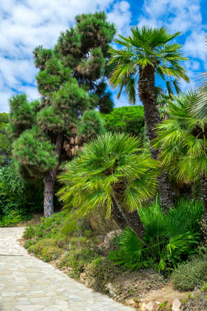 Nature landscape. Cactus garden in the Lloret de mar, Costa Brava, Catalonia, Spain.の写真素材