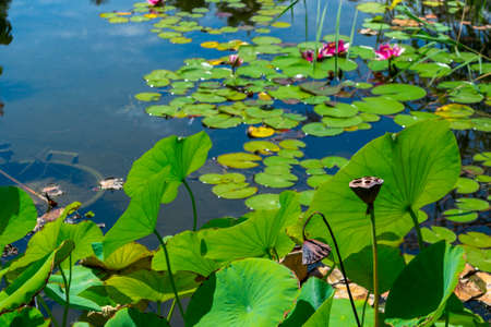 Nature landscape. Cactus garden in the Lloret de mar, Costa Brava, Catalonia, Spain.の写真素材