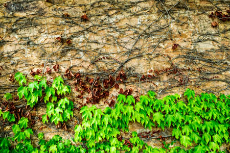 Leave stone wall textured backgroundの写真素材