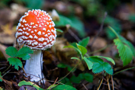 Amanita Muscaria, fly agaric, fly amanita, poison mushroom in forestの写真素材
