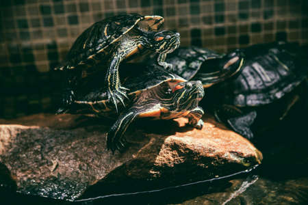 Red Eared Terrapins. Trachemys scripta elegansの写真素材