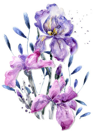 Watercolor illustration with iris. Painting freash flowers on white background Gift card Flowers shop.の写真素材