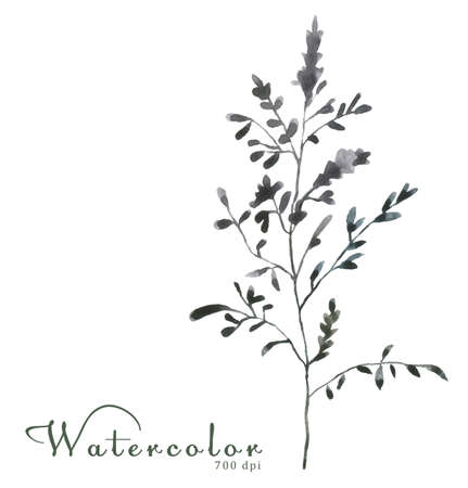 Watercolor floral on white background 700 dpi Similar illustration leaf geen color.の写真素材