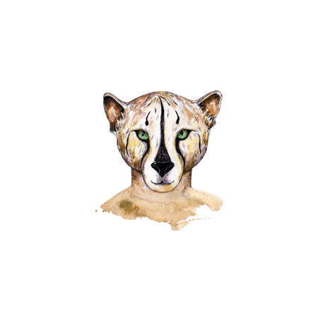 Hand drawn portrait of cute tiger girl cat. Watercolor illustration isolated on white.の写真素材