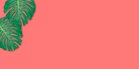 Tropical leaves monstera and philodendron on pink color background summerの写真素材