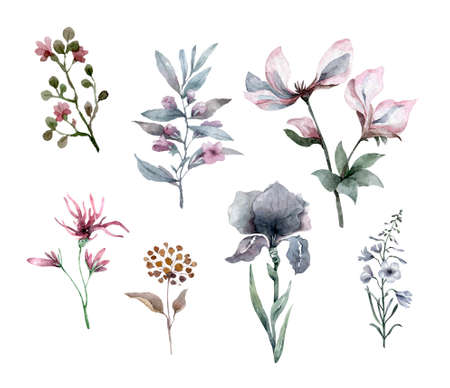 Hand drawn botanical set with floral watercolor illustration. Vintage engraved flowers.の写真素材