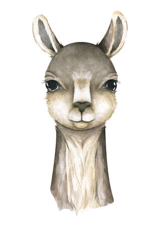 Cartoon llama watercolor illustrations. Cute llamas alpaca characters smiling, walking, in Peru desert landscape with cactuses. Mexican funny lama animal collection isolated on whiteの写真素材
