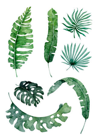 Watercolor gentle light palm leaves. Tropical isolated leaf on white backgroundの写真素材