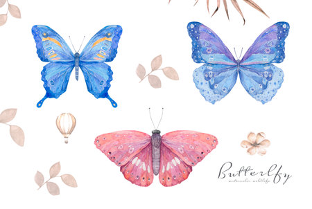 Watercolor colorful natural set with butterfly. Blue and Pink butterflies isolated illustration on white backgroundの写真素材