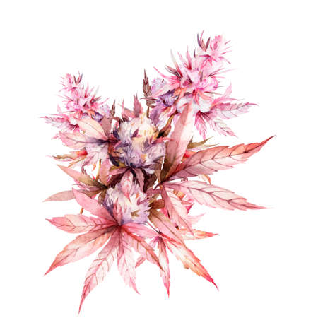 Cannabis branch sativa watercolor illustration. Medical marijuana. Plant of love in pink colors. Botanical illustration, ganja.の写真素材