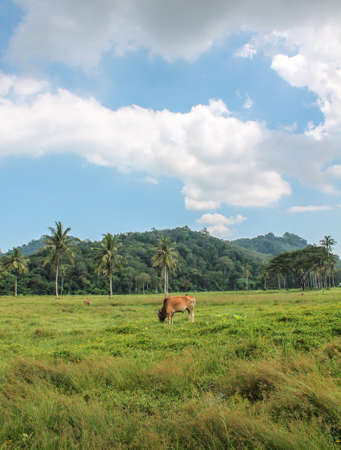 Asian bull in meadow and skyの写真素材