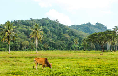 Asian bull in meadow and skyの写真素材