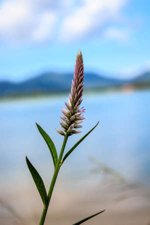 Grass flower with morningの写真素材