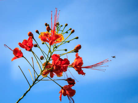 Dwarf poinciana, Flower fence  with morningの写真素材