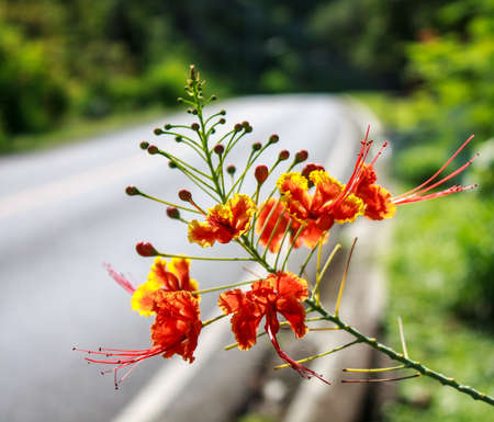 Dwarf poinciana, Flower fence  with morningの写真素材