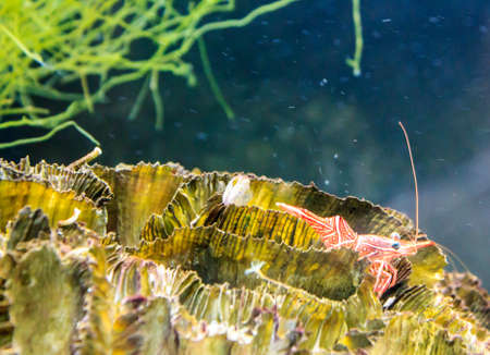 Dancing shrimp in an aquarium.の写真素材