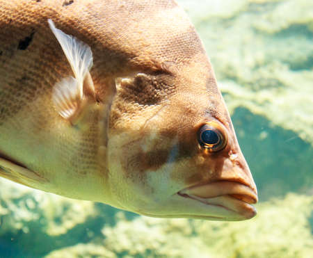 Siamese tiger fish in an aquarium.の写真素材
