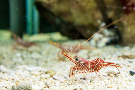 Dancing shrimp in an aquarium.の写真素材