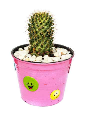 Small cactus in pots on White background.の写真素材