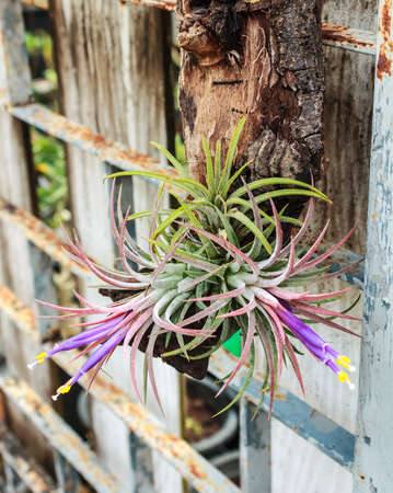 Tillandsia, Tropical  flower, Thailandの写真素材