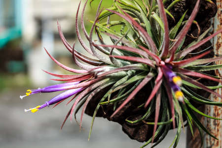 Tillandsia, Tropical  flower, Thailandの写真素材