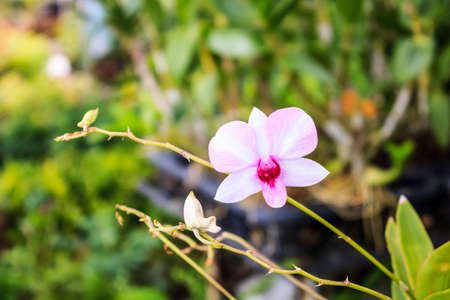Beautiful orchid in gardenの写真素材