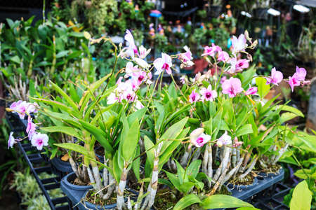 Beautiful orchid in gardenの写真素材