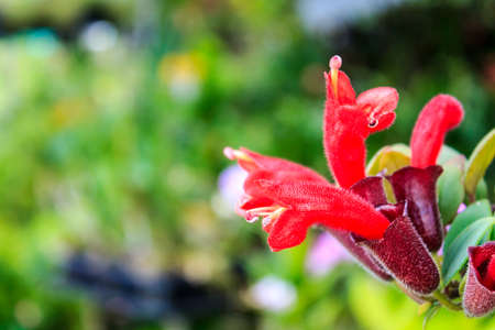 lipstick plant.の写真素材