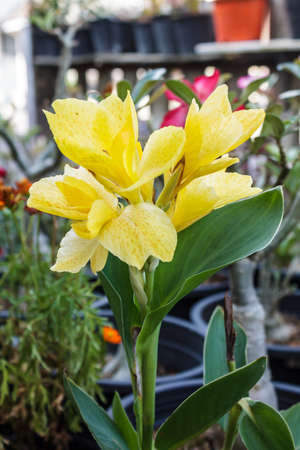 Yellow Canna flowerの写真素材