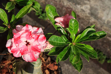Tropical pink flower  Desert rose (Adenium)の写真素材