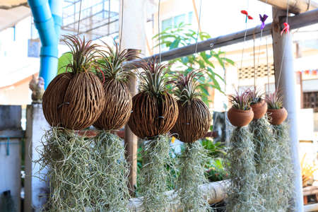 Tillandsia, Tillansia usneoides in gardenの写真素材