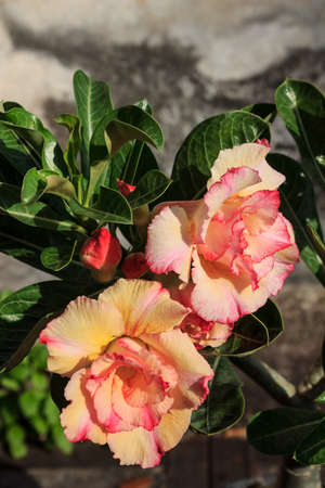 Tropical flower  Desert rose (Adenium)の写真素材