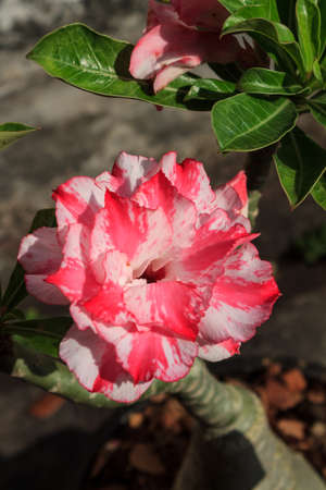 Tropical pink flower  Desert rose (Adenium)の写真素材