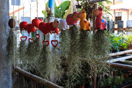 Tillandsia, Tillansia usneoides in gardenの写真素材