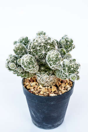 - cactus in pots on White background. -の写真素材