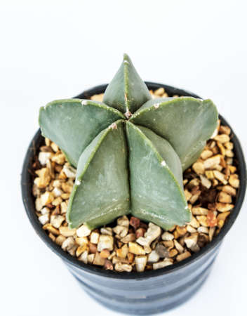 - cactus in pots on White background. -の写真素材